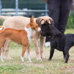 errori-socializzazione-cane-04