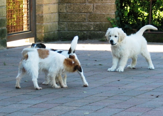 foto_36_soc_Jack_e_gold_gioco (2)